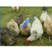 High Quality Galvanized Chicken Wire Mesh (TS-E22)